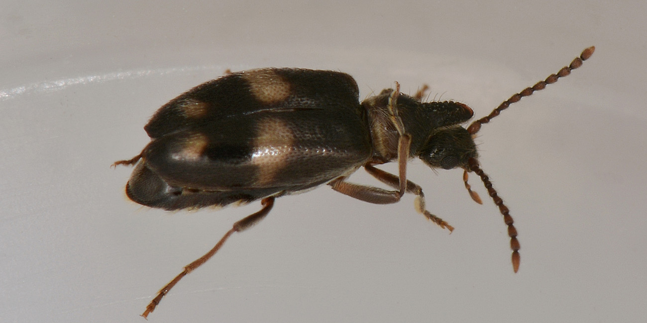 Anthicidae: Notoxus miles italicus